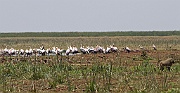 Yellow-billed stork (mycteria ibis) and egyptian goose (alopochen aegyptiacus) Lake Manyara